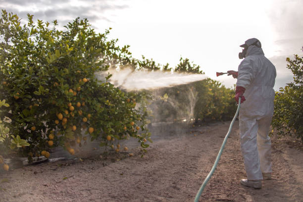 Best Wasp Removal Services  in Wilmerding, PA